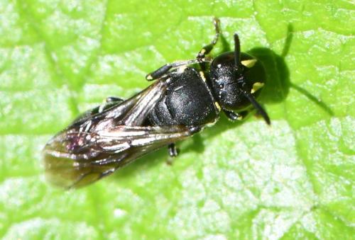 Réf. 305 643 : Hylaeus sp.